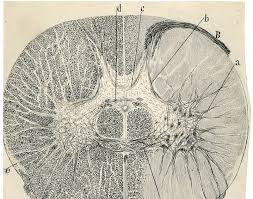 cajal neuron drawings
