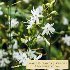 Anthericum ramosum (Branched St Bernard's Lily) [15 Seeds]