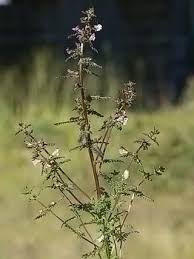 Marsh Lousewort, Pedicularis palustris - Flowers - NatureGate