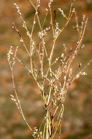 Polygonum aviculare ssp. rurivagum Calflora