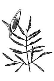 Plants Profile for Eragrostis barrelieri (Mediterranean lovegrass)
