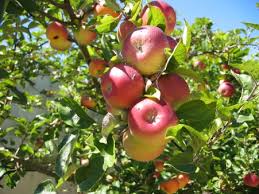 Image result for fruit bearing tree