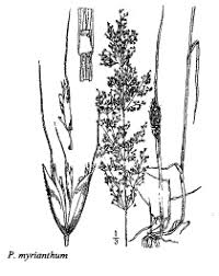 Sp. Parvotrisetum myrianthum - florae.it