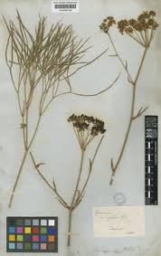 Peucedanum coriaceum Rchb. | Plants of the World Online | Kew ...