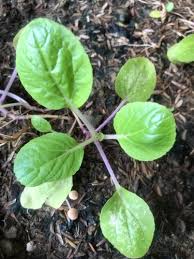 Chinese Cabbage (Variety Brassica rapa amplexicaulis) · iNaturalist
