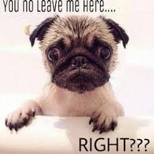 Funny Puppy Memes on Pinterest via Relatably.com