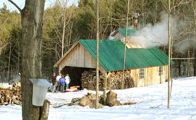 Image result for maple sugaring