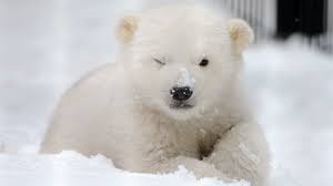 Image result for polar bear pics