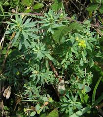 Euphorbia portlandica - Wikispecies