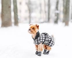 Slika psa koji nosi čizme na snijegu