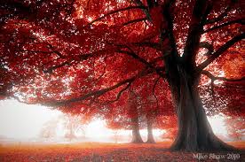 Image result for nature photos fall