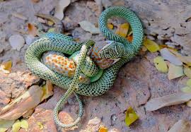 Image result for snakes eating food