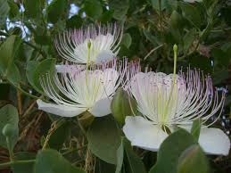 Capparaceae - Wikipedia
