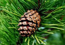 Image result for pine cone images