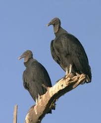 Image result for two vultures drinking water from an overhead tank