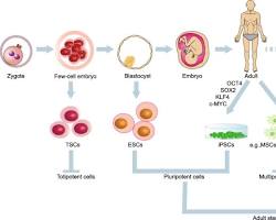 Imagem de stem cell differentiation into kidney cells