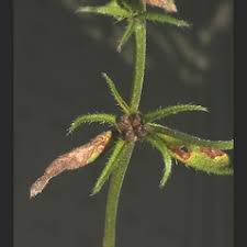 Buglossoides arvensis (corn-gromwell): Go Botany