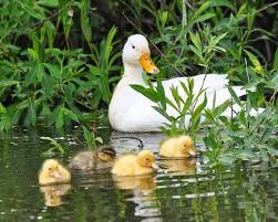 Image result for ducks with their ducklings