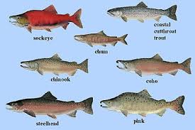 Risultati immagini per pacific salmon canada