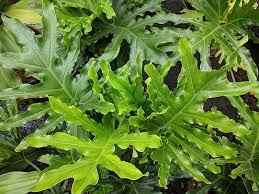 Philodendron Selloum for Sale - Buying & Growing Guide - Trees.com