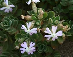 Silene succulenta Forssk. | Flora of Israel Online