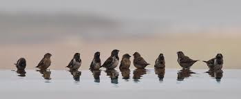 Image result for sparrows