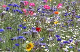 Image result for "flowers in meadows"