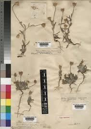 Xeranthemum inapertum (L.) Mill. | Plants of the World Online | Kew ...