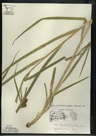 Scirpus atrovirens - Online Virtual Flora of Wisconsin
