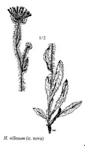 Sp. Hieracium villosum - florae.it