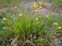 Ranunculus flammula - Wikipedia