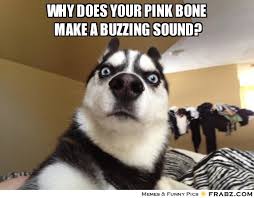WHY DOES YOUR PINK BONE MAKE A BUZZING SOUND?... - Shocked Dog ... via Relatably.com