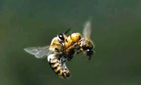 Image result for honeybees