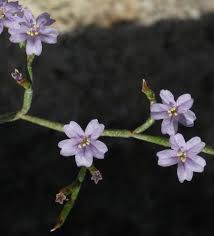 Limonium zeraphae (Zerapha's Sea Lavender) : MaltaWildPlants ...