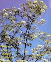 Poison Hemlock (Conium maculatum) : USDA ARS