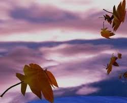 Resultado de imagem para folhas secas bailando ao vento