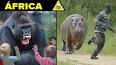 Vídeo para youtube - animais da africa