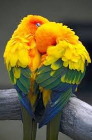 Image result for two parakeets heart