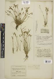 Bulbostylis cioniana (Pi.Savi) Lye | Plants of the World Online | Kew ...