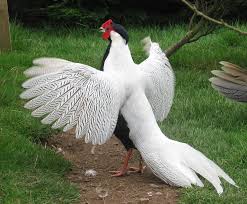 Image result for silver pheasant pics