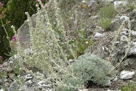 Scheda IPFI, Acta Plantarum Artemisia_pedemontana