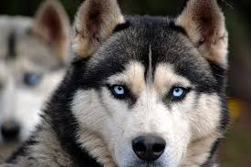 Image result for husky dogs: purple eyes