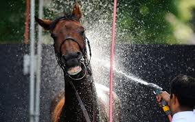 Image result for animals being hosed down