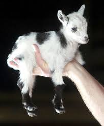 Image result for pygmy goat