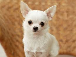Image result for chihuahua puppies