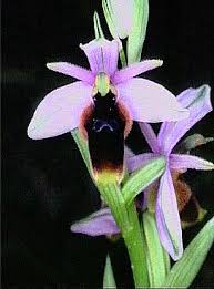 Ophrys lunulata - Wikipedia, la enciclopedia libre