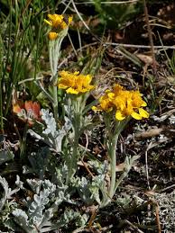 Senecio incanus s.s. (Hoary Groundsel) - The Alpine Flora of ...