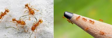 Resultado de imagem para formigas e venenosos fotos