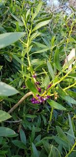 Myoporum tenuifolium G.Forst., Manatoka (World flora) - Pl@ntNet ...