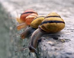Image result for snails